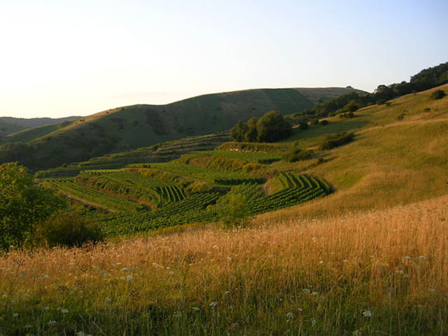 Biologischer Weinanbau