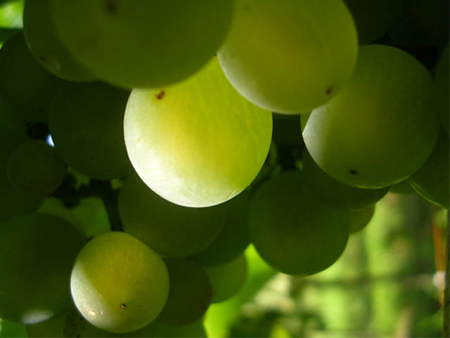 Biologischer Weinanbau