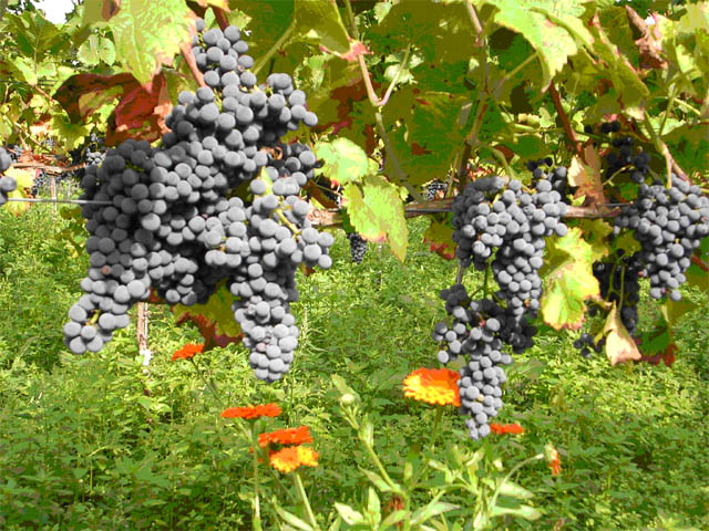 Neue Weinsorte Cabernet Cortis