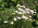 Blumen im Weinberg