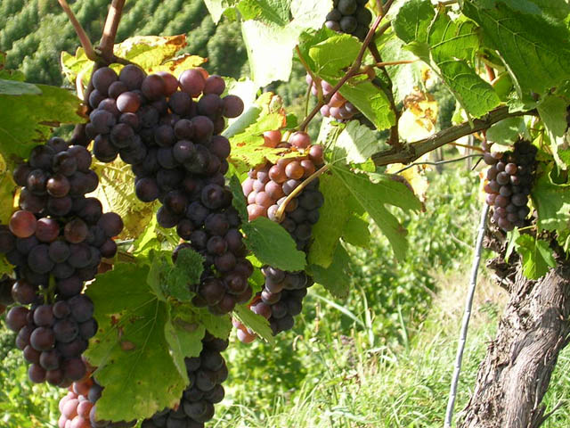 Grauburgunder