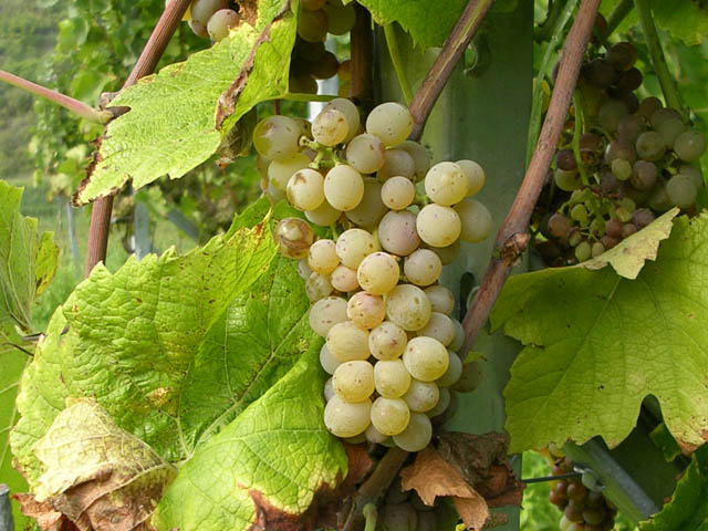 Biologischer Weinanbau