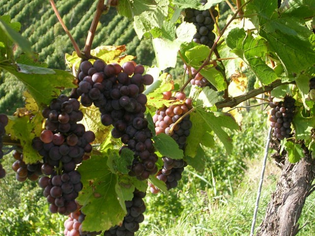 Rotwein